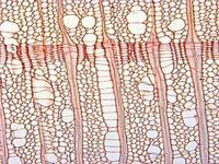 Transversal section